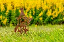 JARDIN PART 1 BY GOGOR-58.webp