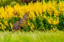 JARDIN PART 1 BY GOGOR-74.webp