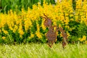 JARDIN PART 1 BY GOGOR-78.webp