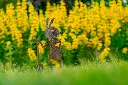 JARDIN PART 1 BY GOGOR-85.webp