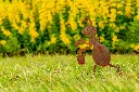 JARDIN PART 1 BY GOGOR-88.webp