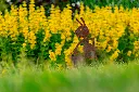 JARDIN PART 1 BY GOGOR-94.webp