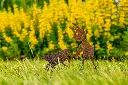 JARDIN PART 1 BY GOGOR-96.webp
