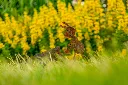JARDIN PART 1 BY GOGOR-95.webp