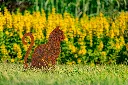JARDIN PART 1 BY GOGOR-108.webp