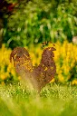 JARDIN. PART 2 By gogor-25.webp