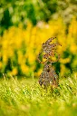 JARDIN. PART 2 By gogor-42.webp