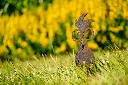 JARDIN. PART 2 By gogor-43.webp