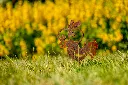 JARDIN. PART 2 By gogor-48.webp