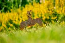 JARDIN. PART 2 By gogor-51.webp