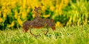 JARDIN. PART 2 By gogor-52.webp