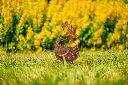 JARDIN. PART 2 By gogor-55.webp