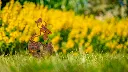 JARDIN. PART 2 By gogor-54.webp