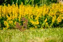 JARDIN. PART 2 By gogor-58.webp