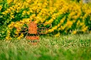 JARDIN. PART 2 By gogor-84.webp