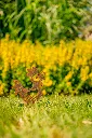 JARDIN. PART 2 By gogor-57.webp