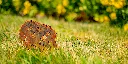 JARDIN. PART 2 By gogor-95.webp