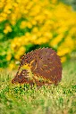 JARDIN. PART 2 By gogor-93.webp