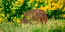 JARDIN. PART 2 By gogor-92.webp