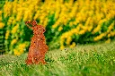JARDIN. PART 2 By gogor-102.webp