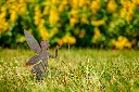 JARDIN. PART 2 By gogor-127.webp