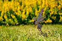 JARDIN. PART 2 By gogor-131.webp