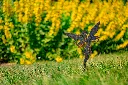 JARDIN. PART 2 By gogor-133.webp