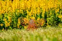 JARDIN. PART 2 By gogor-87.webp