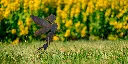 JARDIN. PART 2 By gogor-135.webp
