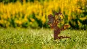 JARDIN. PART 2 By gogor-140.webp