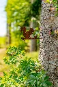 JARDIN. PART 2 By gogor-150.webp