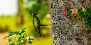 JARDIN. PART 2 By gogor-157.webp