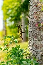 JARDIN. PART 2 By gogor-156.webp