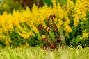 JARDIN PART 1 BY GOGOR-5.webp