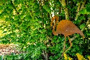 JARDIN. PART 2 By gogor-2.webp