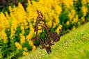 JARDIN PART 1 BY GOGOR-10.webp