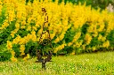 JARDIN PART 1 BY GOGOR-13.webp