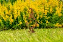JARDIN PART 1 BY GOGOR-18.webp