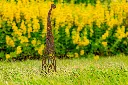 JARDIN PART 1 BY GOGOR-23.webp