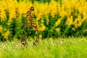 JARDIN PART 1 BY GOGOR-34.webp