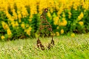 JARDIN PART 1 BY GOGOR-33.webp