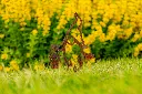 JARDIN PART 1 BY GOGOR-38.webp