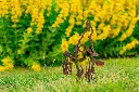 JARDIN PART 1 BY GOGOR-37.webp