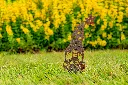 JARDIN PART 1 BY GOGOR-41.webp
