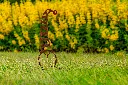 JARDIN PART 1 BY GOGOR-44.webp