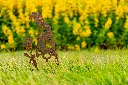 JARDIN PART 1 BY GOGOR-50.webp