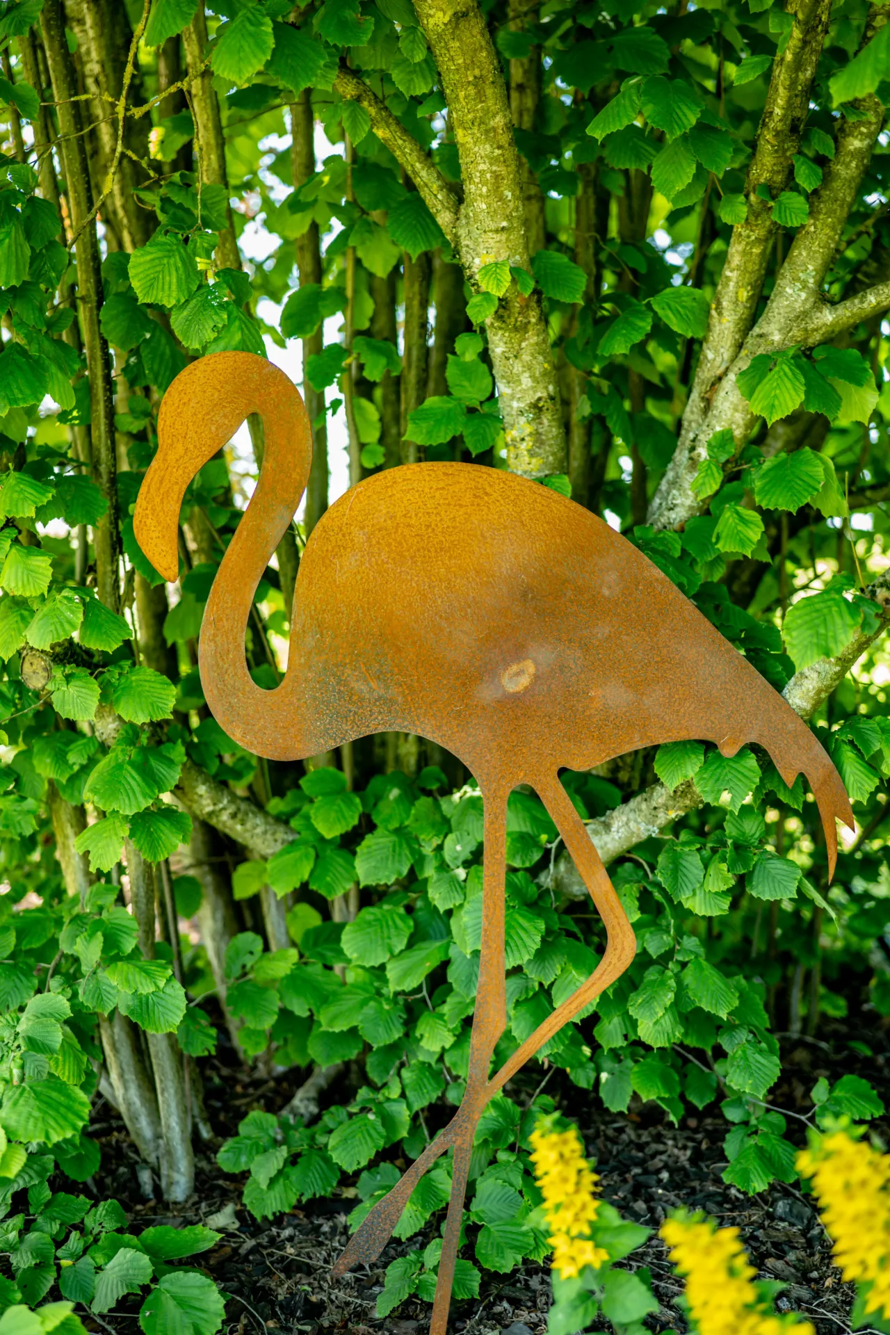 FLAMAND ROSE 1